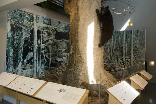 Έκθεμα ενός ζώου πιθανότατα ασβού πάνω σε έναν κορμό δέντρου σε μουσείο
