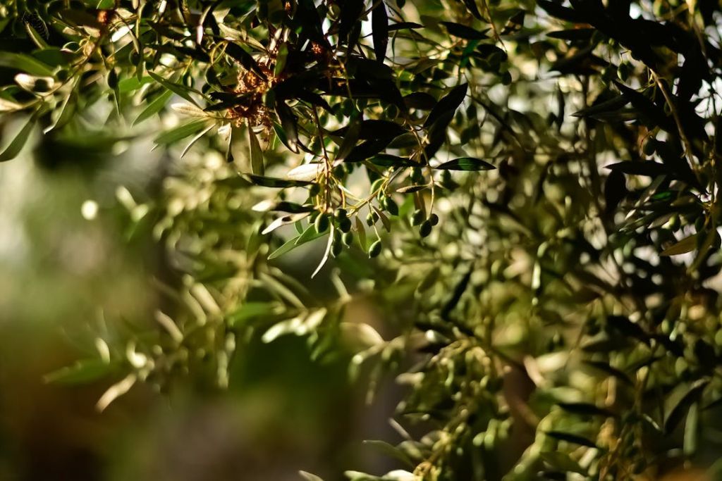 Φύλλα και καρποί ελιάς σε ελαιόδεντρο