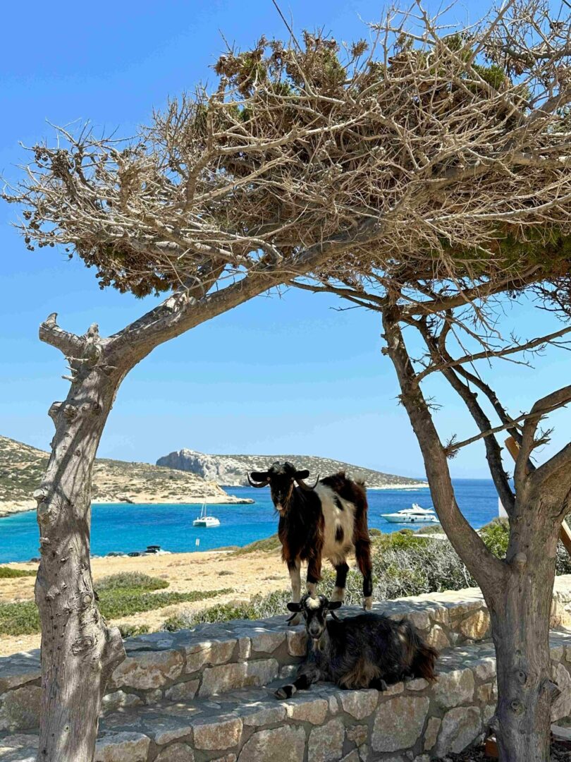 Κατσίκιες πάνω σε πέτρινο πεζούλι, κάτω από δέντρα και πίσω βράχια και θάλασσα