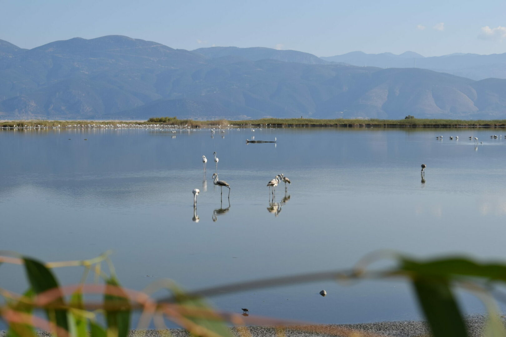 Υδροβιότοπος με πουλιά και βουνό στο βάθος